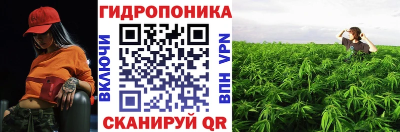 Каннабис Ачхой-Мартан